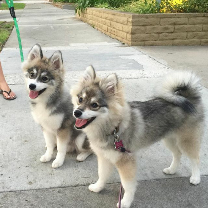 Norman The Pomsky