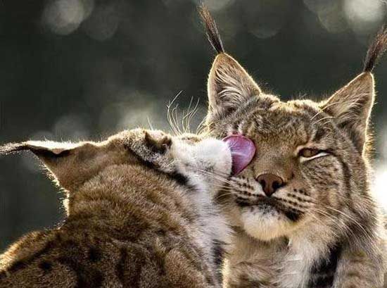 Забавности :) (49 штук)