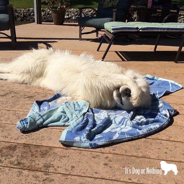 Great Pyrenees | It's Dog or Nothing