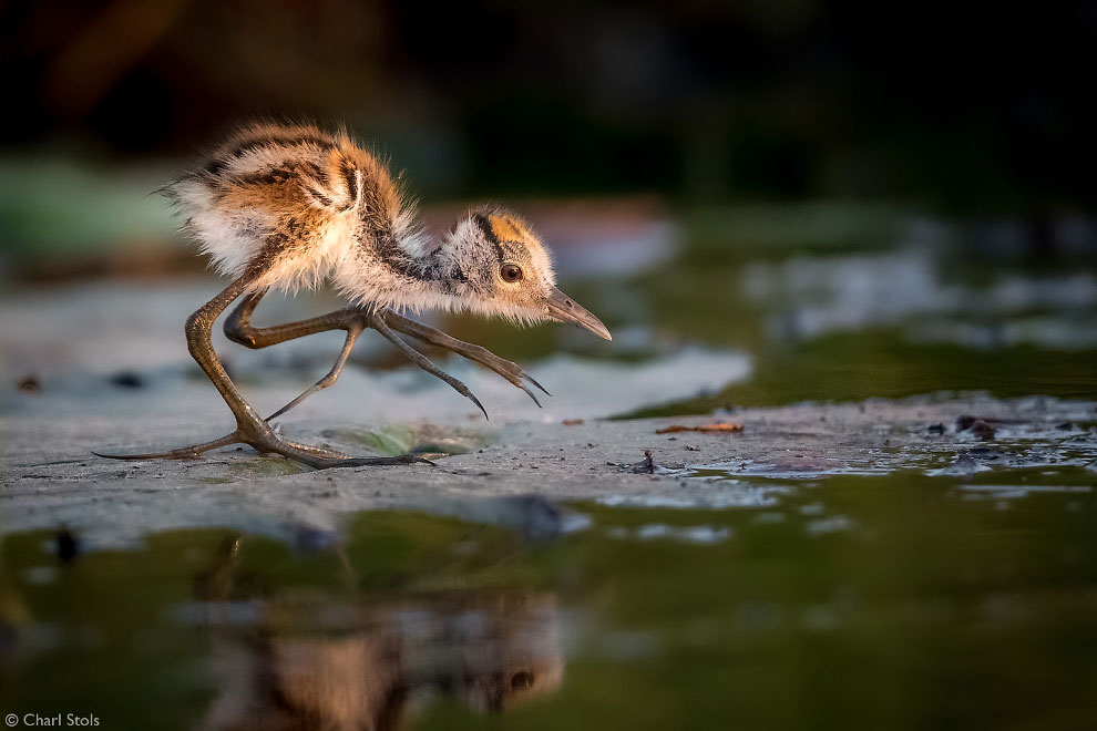 Лучшие фотографии Африки 2020 Африка,фотографии