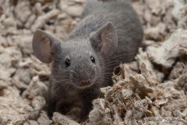 Чем отличаются мыши от крыс? Основные признаки