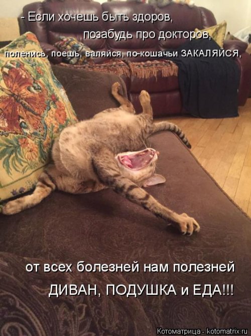 Свежая котоматрица  смешные картинки