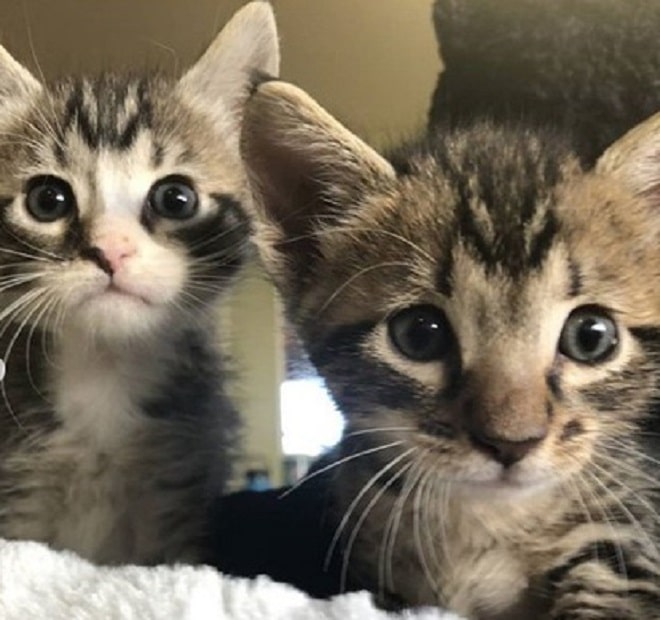 Два котенка
