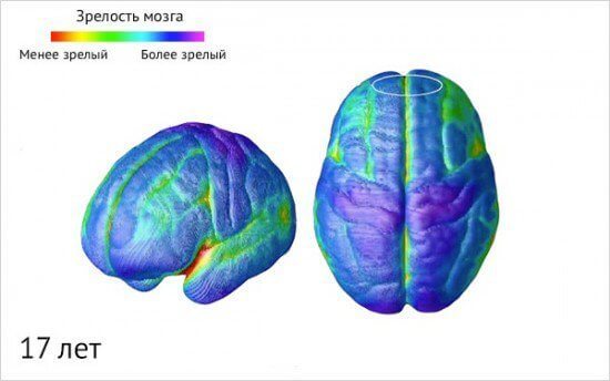 Как созревает детский мозг: что важно знать о этапах развити ребенка