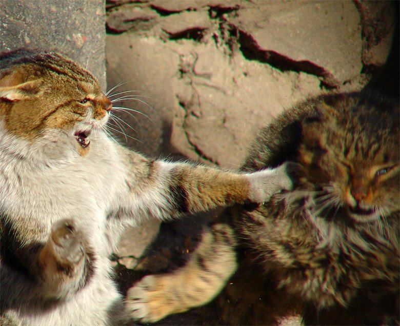 Бригады суровых котов коты, прикол, юмор