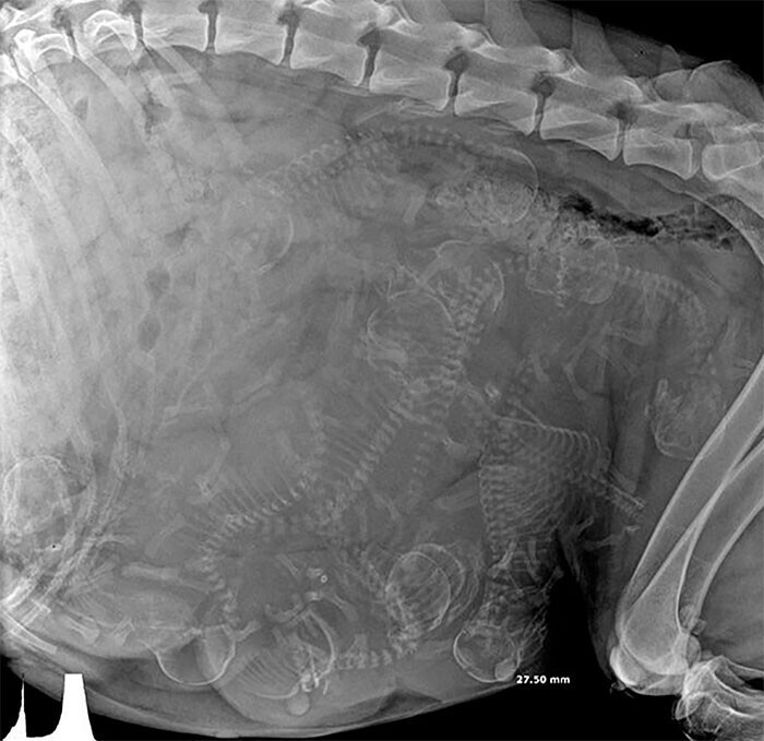35 рентгеновских снимков, которые открывают мир с неожиданной стороны снимок, на рентгене, кошки, который, рентгеновский, сделал, беременной, на рентгенеРентгеновский, помогает, рентген, клетками, выглядит, позвоночникаКонкурс, металлической, очки»Рентген, со сколиозом, вставленный, и стволовыми, ее шарообразной«Вот, руки»Китаец
