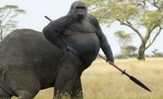 Невероятные симбиозы животных: существа, которые появились случайно