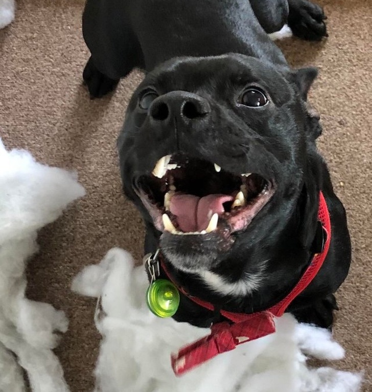 Милые и бессовестные... Милые и бессовестные... животные