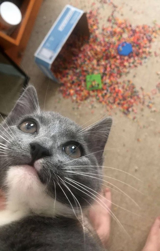 кот шалит