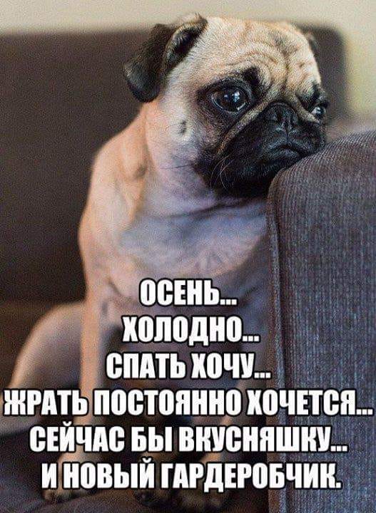 20 ярких и очень женских анекдотов и шуток в картинках. Море позитива и юмора 