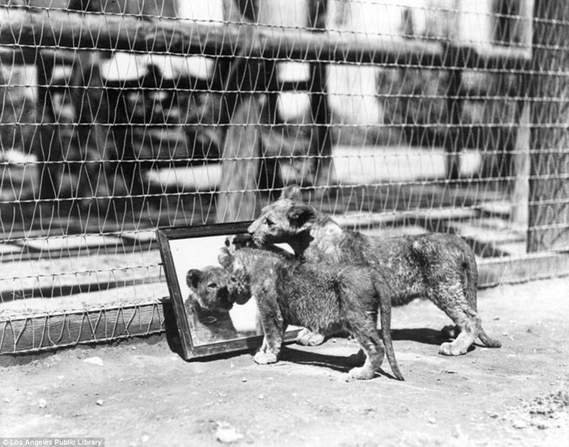 Знаменитая "голливудская львиная ферма": архивные фотографии 1925 - 1942 гг архивные снимки, архивные фото, дрессированные, дрессировщик, лев, львы, сша