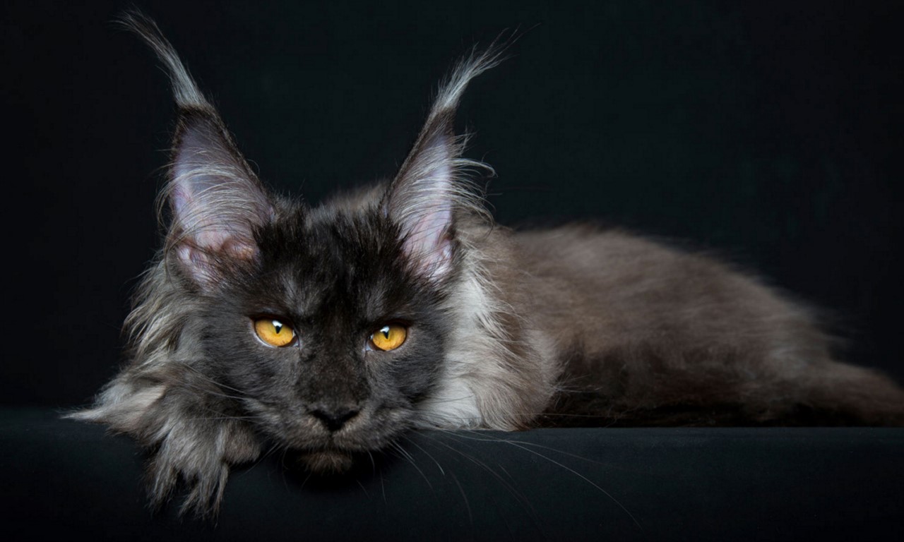 NewPix.ru - Американская енотовая кошка Maine Coon