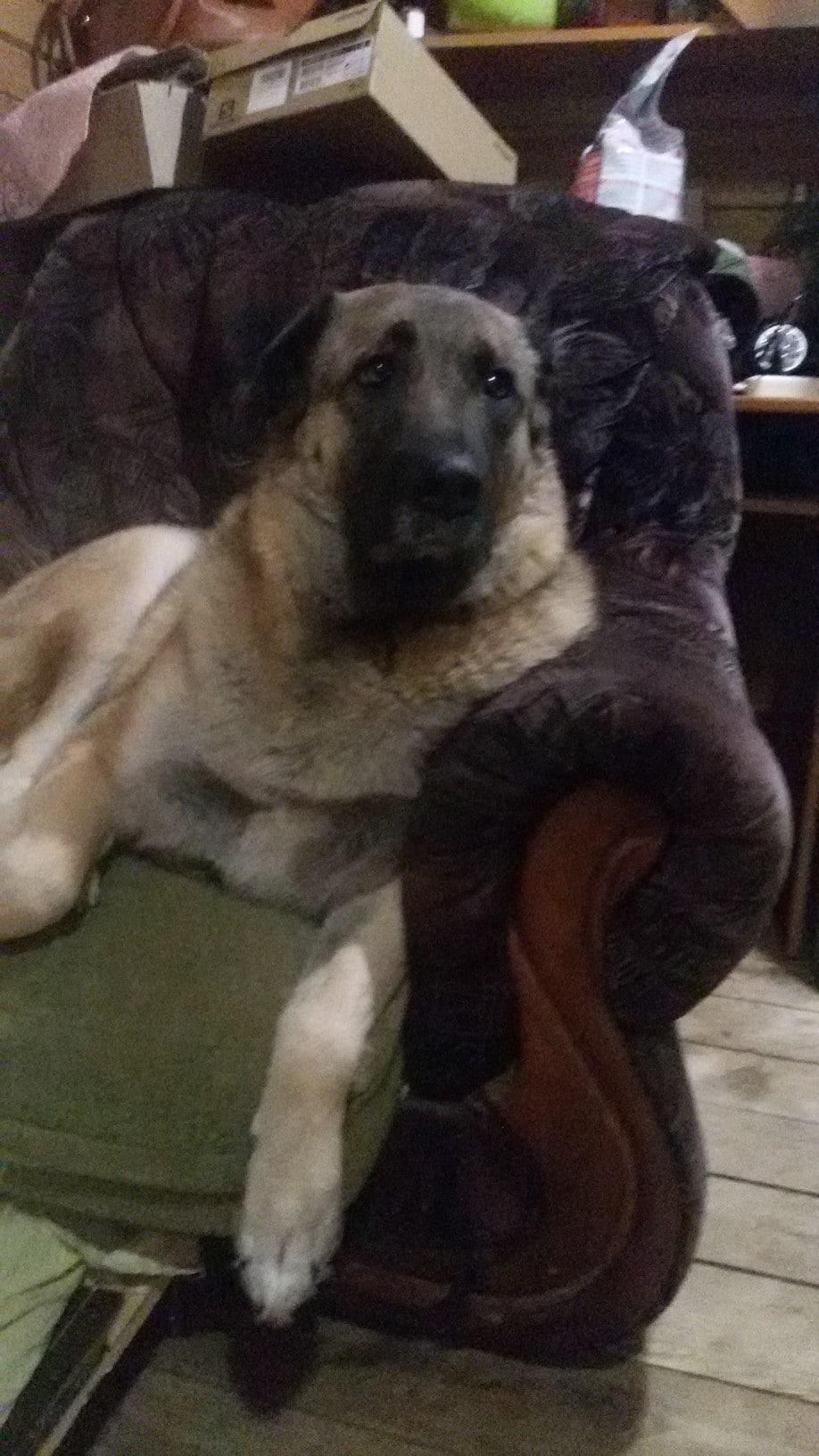 собака на кресле