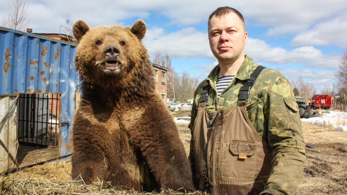 Овсянник медведь фото