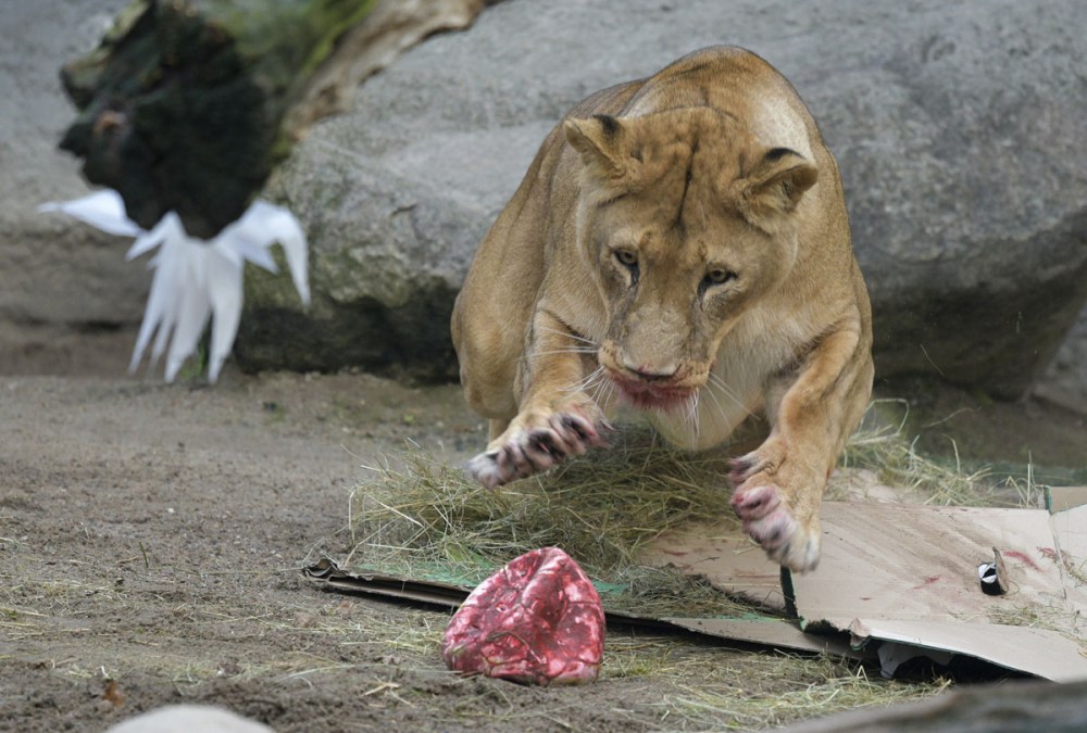 A female lion jumps after a Christmas ball filled with food at the Hagenbeck zoo in Hamburg, northern Germany, Friday, Dec. 23, 2016. (Axel Heimken/dpa via AP)