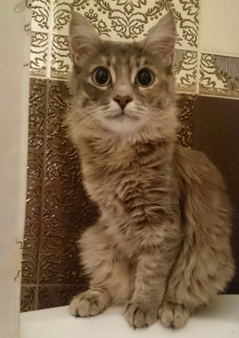 Подобрала я котёнка... История полная стресса и слёз, но со счастливым концом! Подобрала я котёнка... История полная стресса и слёз, но со счастливым концом! истории из жизни