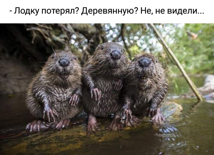 Смешные и клевые картинки Смешные и клевые картинки