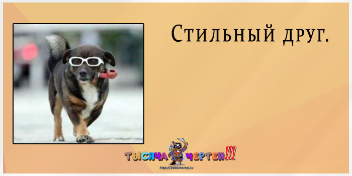 Прикольная классификация друзей по 20 типам. Демонстрируют животные Прикольная классификация друзей по 20 типам. Демонстрируют животные