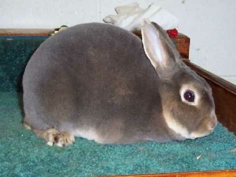 Выбираем декоративного кролика супер