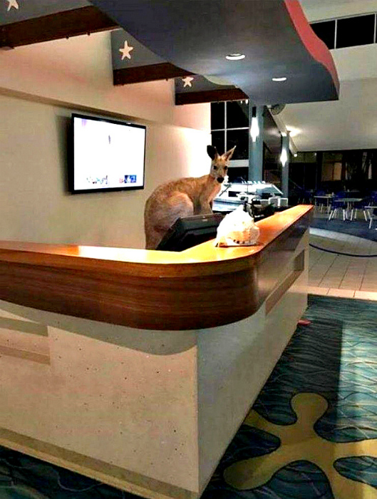 15+ ситуаций, в которые сложно поверить, если не бывал в Австралии заграница,страны,туризм