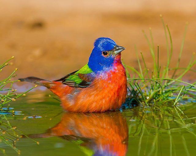 19 расписных птиц неземной красоты, о существовании которых вы даже не знали жизнь,интересное,природа,птицы