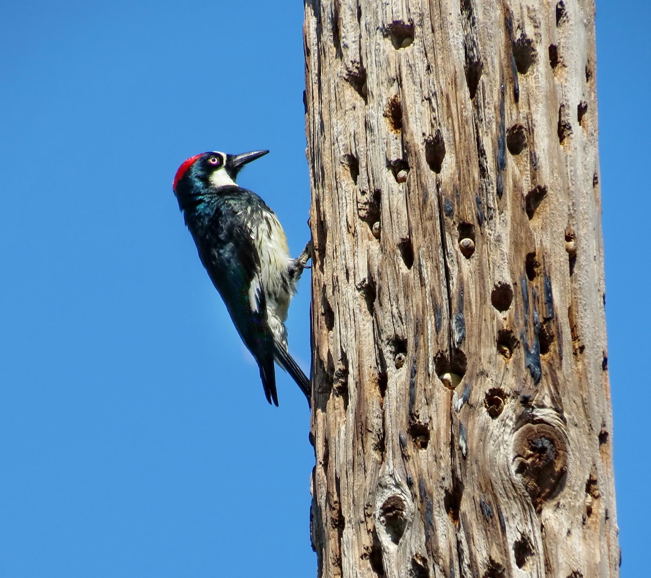 Дятел начал долбить, и вы не поверите, что произошло потом woodpecker did it, дятел, дятлова работа, на дерево без слёз смотреть нельзя