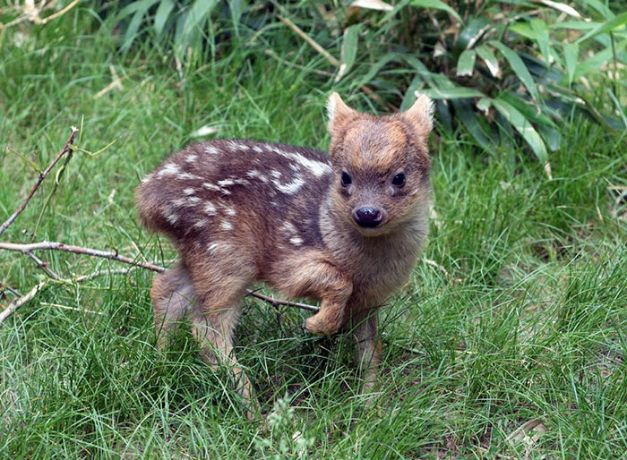 Southern Pudu Fawn