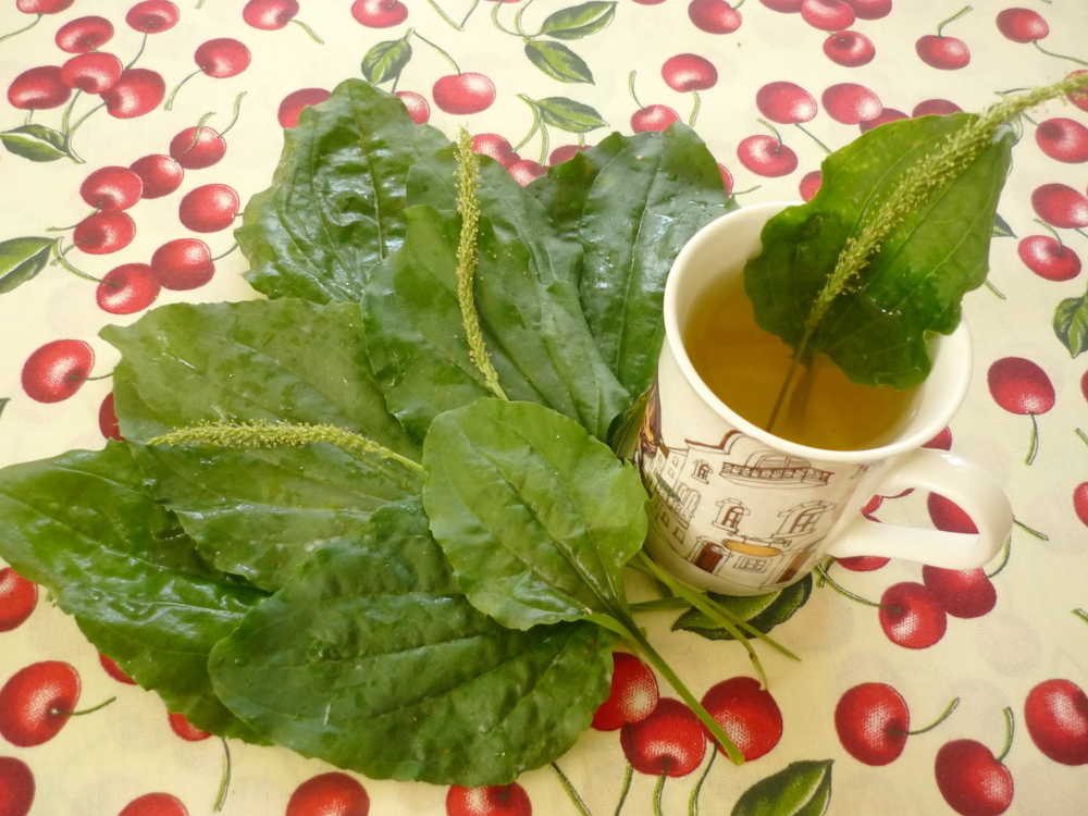 Как лечила сильный бронхит, простуду и грипп бабушка Мария: ее советы ценные до сих пор!