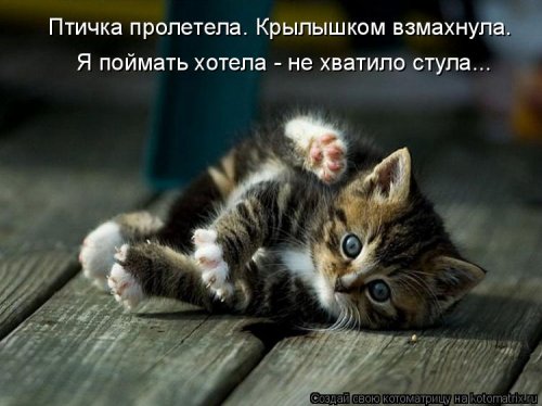 Котоматрица на Бугаге (28 фото)