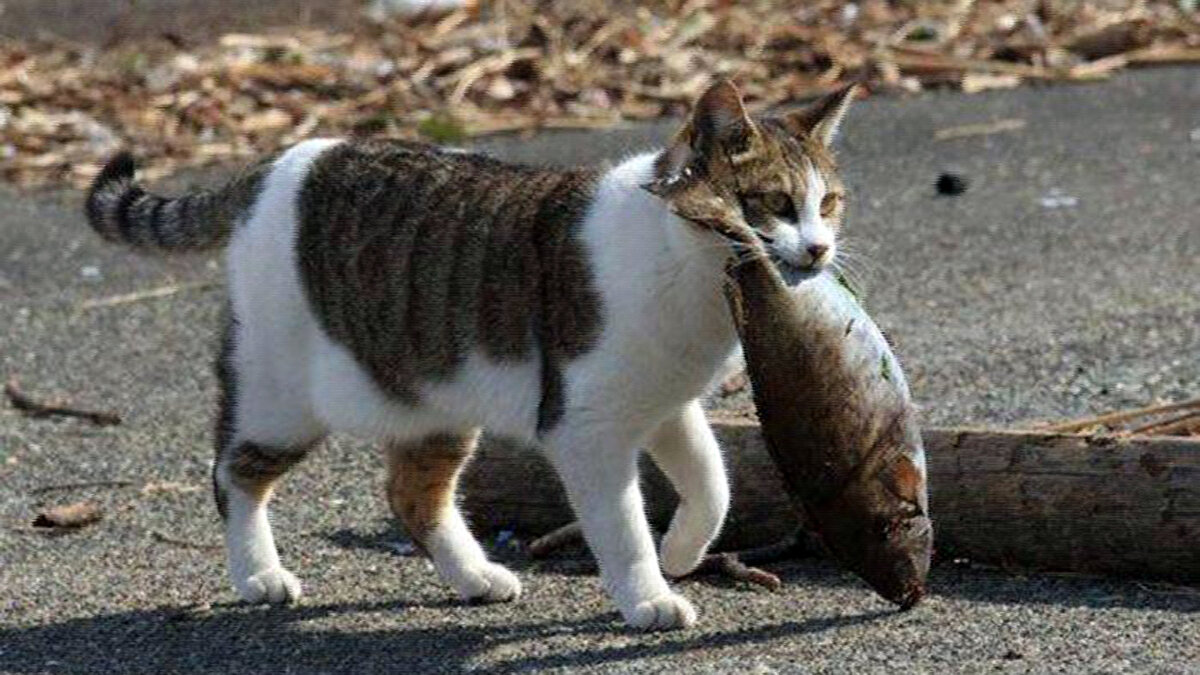 Скандал на рынке