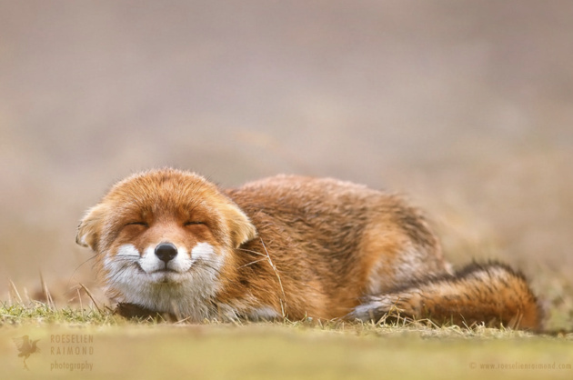 (с) Roeselien Raimond