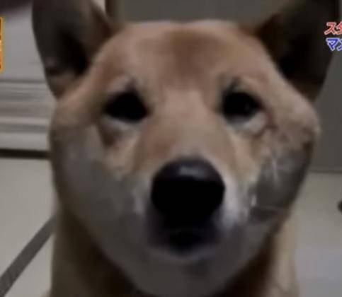 Хозяйка попросила свою собаку лаять потише, и пес послушно выполнил её просьбу