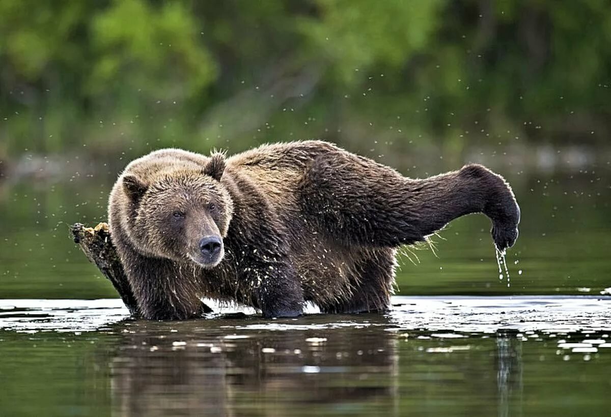 Bear life. Камчатский Гризли. Смешной медведь на Камчатке. Медведь обыкновенный. Медведь удивлен.