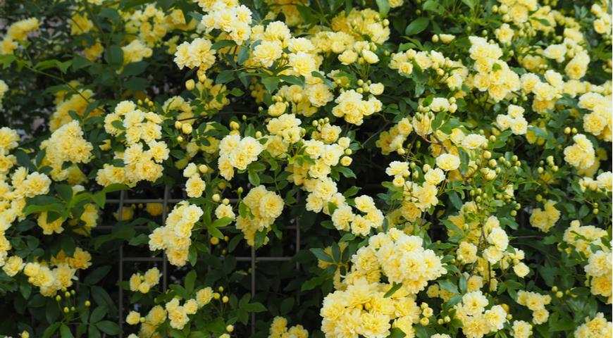 Желтые плетистые розы: 16 лучших сортов с фото и хитрости выращивания побеги, очень, Цветки, плетистые, плетистых, сортов, сорта, желтые, желтых, можно, высотой, оттенка, опоре, нужно, диаметром, легко, Остина, Побеги, цветение, почвы