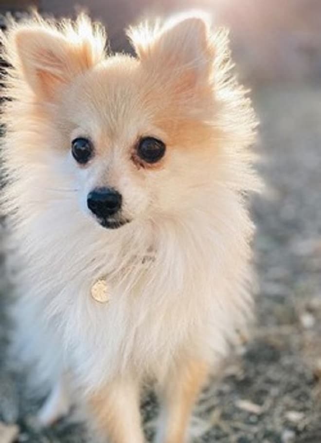 Собака сидит