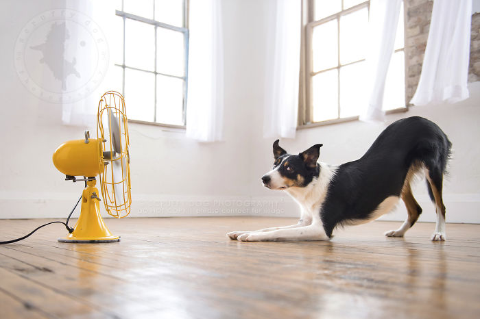 Carys, The Smooth-coated Border Collie