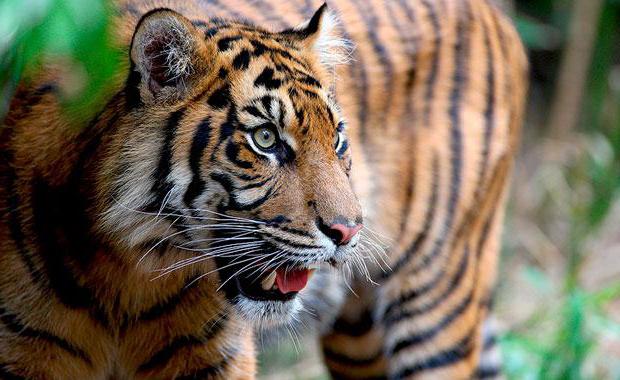 Суматранский тигр: описание, размножение, среда обитания