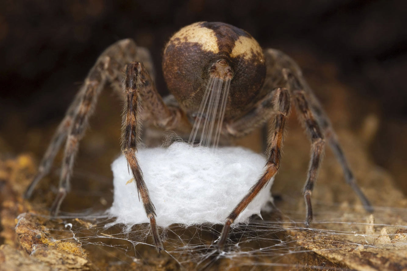 Победители Wildlife Photographer of the Year 2021 Wildlife, Photographer, видов, Подборка, Название, преимущественно, распространённых, Насчитывают, другому, относится, гаррупы, каменных, окуней, области, семейства, лучепёрых, YearГруперы, Lafuente, Javier, ландшафта