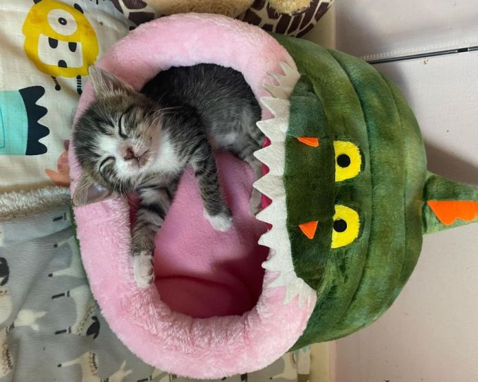 Без кота и жизнь не та