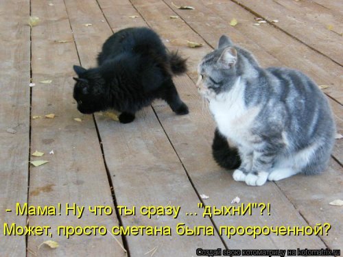Свежая котоматрица  смешные картинки