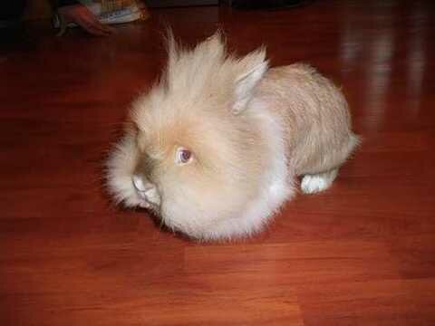 Выбираем декоративного кролика супер