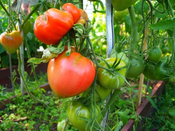 Порадовал меня сорт помидор Розовый мёд! Порадовал меня сорт помидор Розовый мёд!