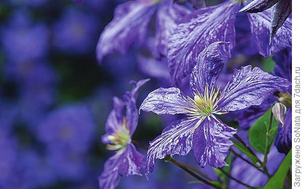 Клематис в вашем саду, или Да здравствует король! Клематис, Clematis, цветками, клематиса, клематис, viticella, texensis, тексенский, которые, плети, фиолетовый, почвы, крупноцветковый, мелкими, нужно, можно, именно, цветки, цельнолистный, представителей