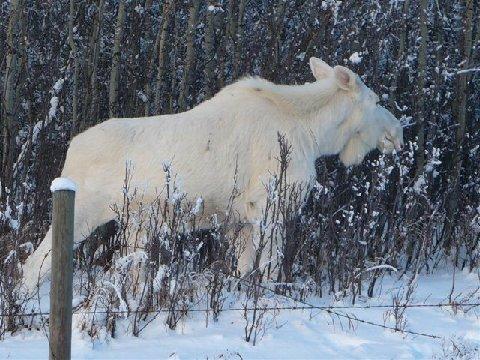 04-albino-moose