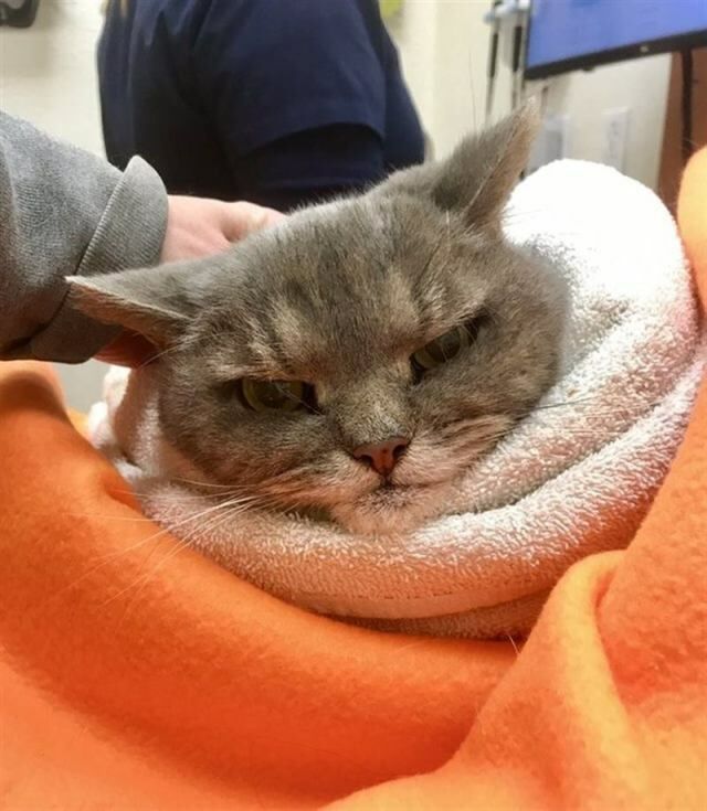 Домашние питомцы тоже бывают не в настроении животные