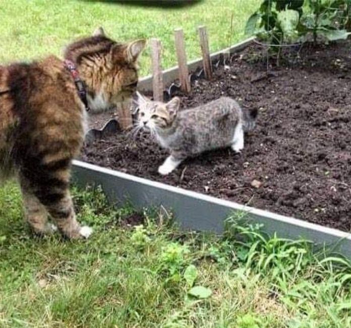 Без кота и жизнь не та