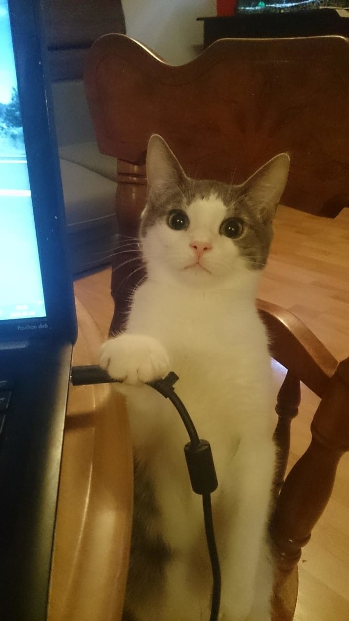 Хватит работать! Есть только одна достойная работа - уход за котиком! животные, кошки, смешно, фото