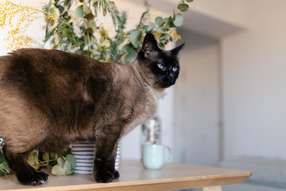 Собака боится оставаться одна: что такое сепарационная тревога у животных и как с ней работать животное, собаки, чтобы, сепарационной, собака, например, хозяина, одиночестве, кошек, тревога, собаку, будет, перед, тревоги, всего, стресс, также, может, можно, разлуки