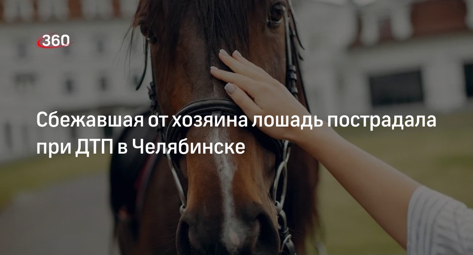 Автомобиль сбил лошадь на оживленном перекрестке в Челябинске