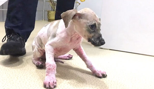 puppy-covered-clue-rescued-pascal-16